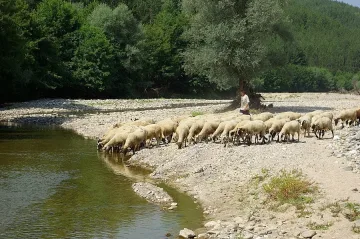 Влагата удари и по животните