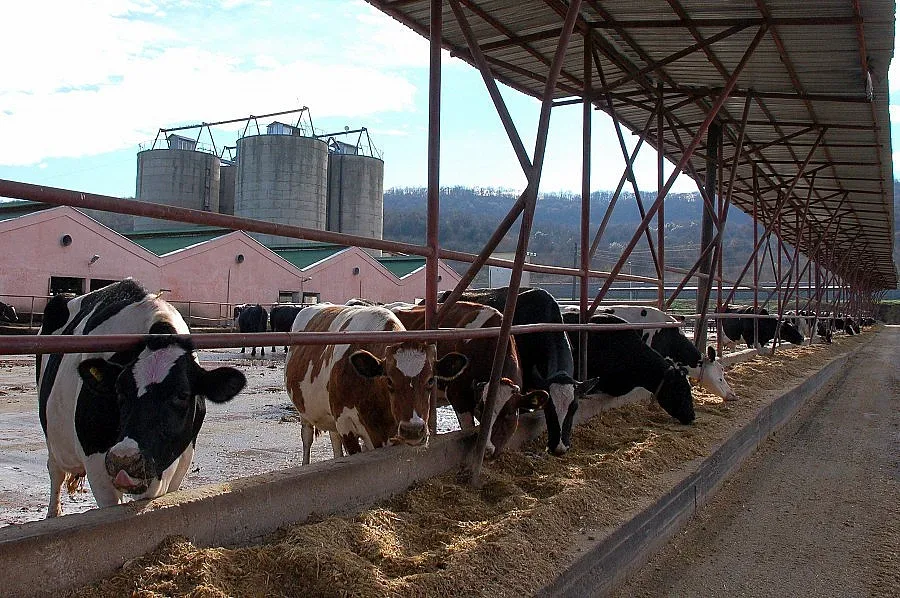 Добри дол: Срам ни е, ако наши са подпалили Зоров