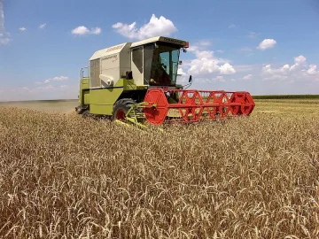 Комбайни навлязоха в пшениците, добивите – под очакваните 