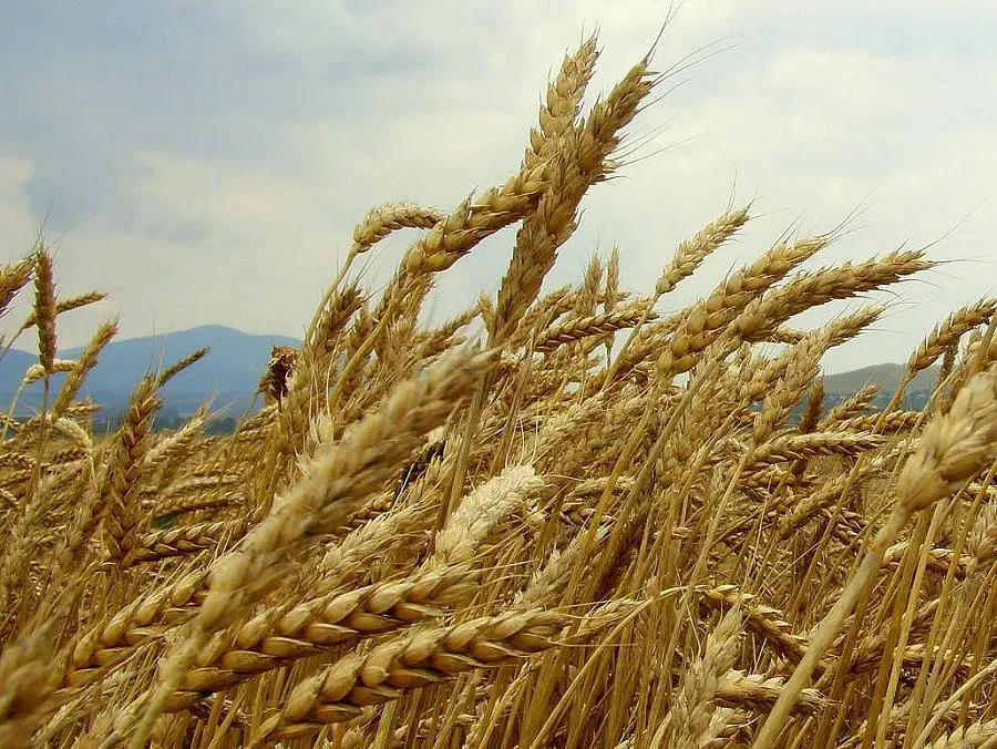 Жътва три в едно в Добричко