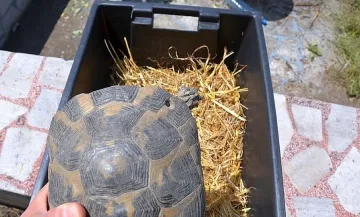 Полицаи и природозащитници спасиха 120 костенурки