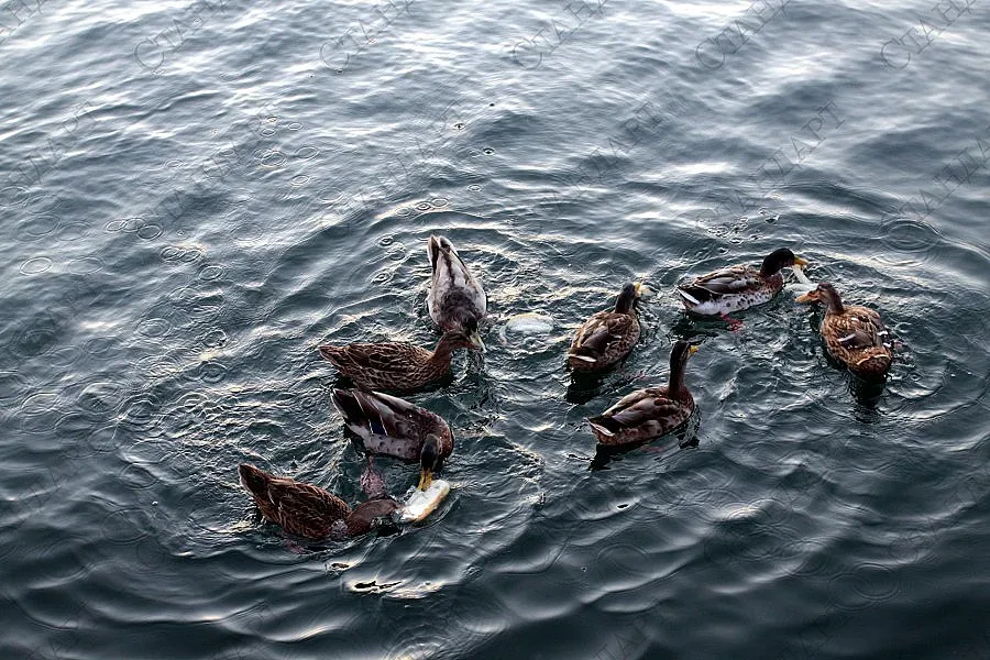 Слаб вятър ще духа в неделя