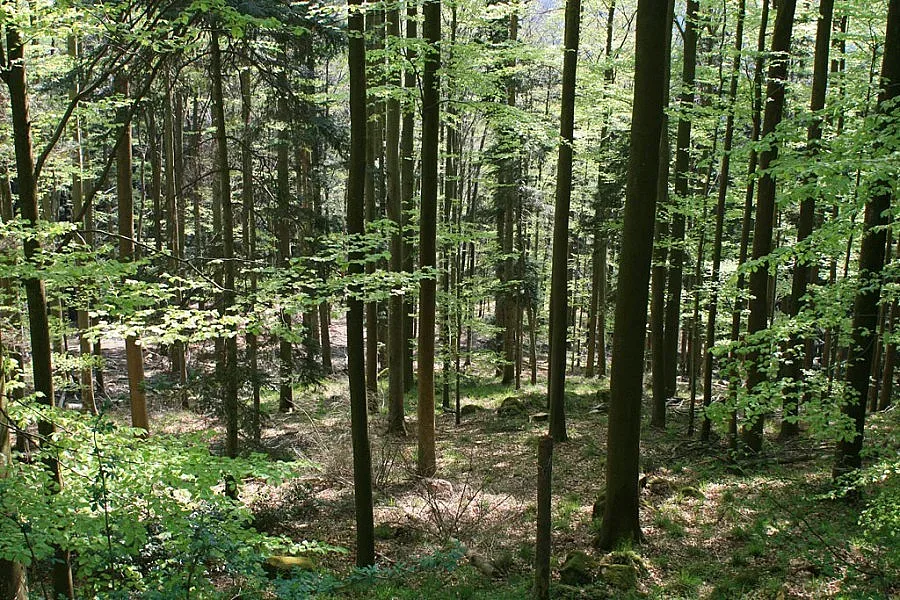Рангел Дойчинов влезе в УС на ЮЗДП