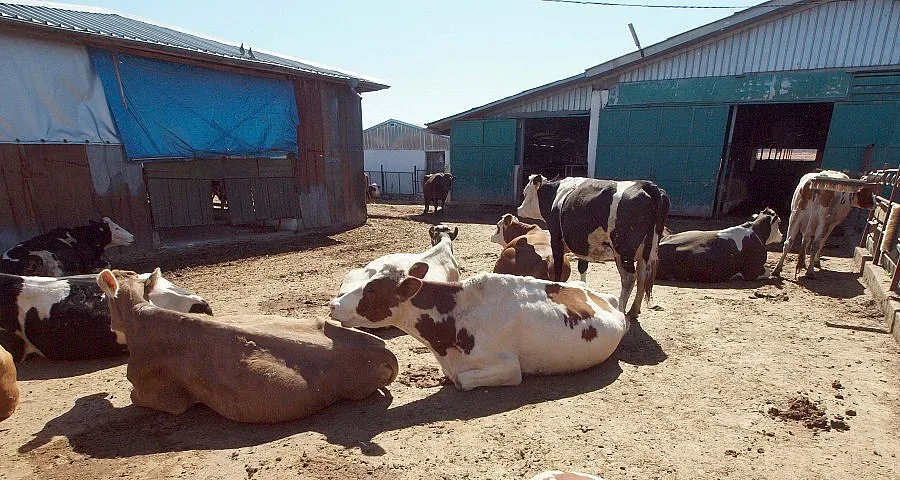 Крави и коне дебнат шофьори по пътищата край Разлог