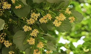 Вандали отсякоха 59 липи