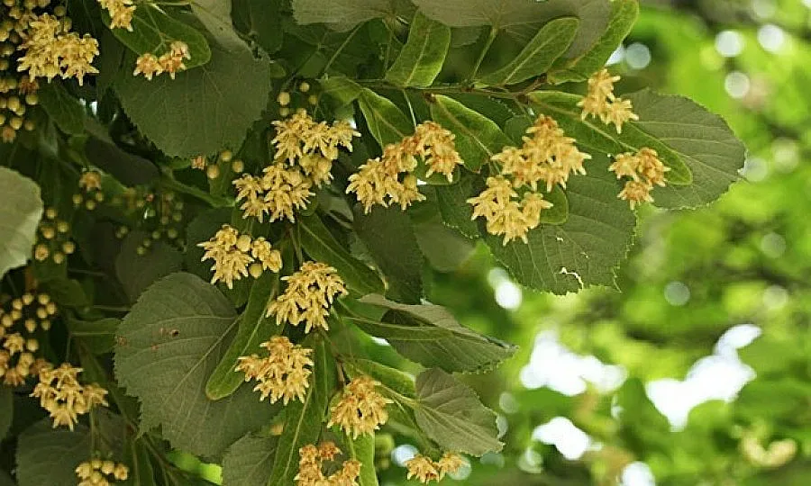 Вандали отсякоха 59 липи