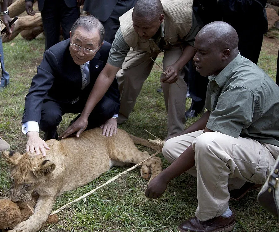Подариха жива лъвица на Бан Ки-мун