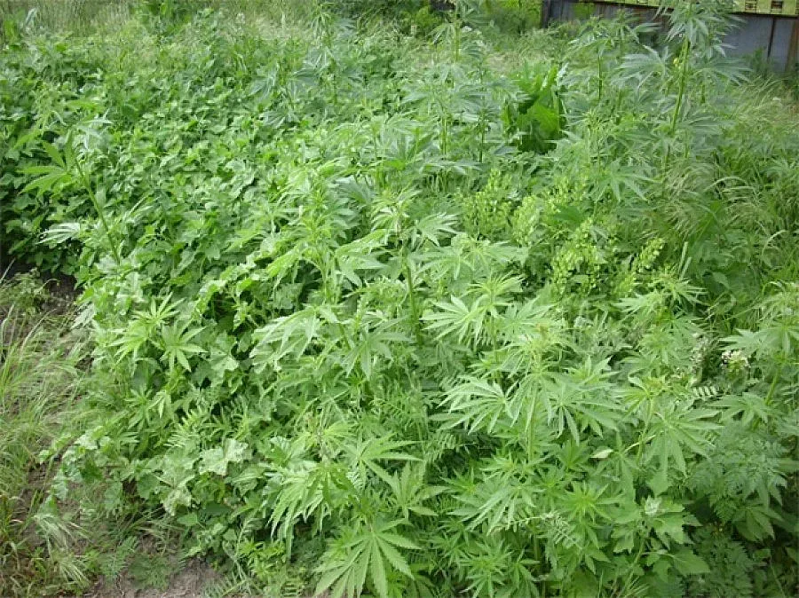 Спипаха близо 43 тона канабис край Сицилия