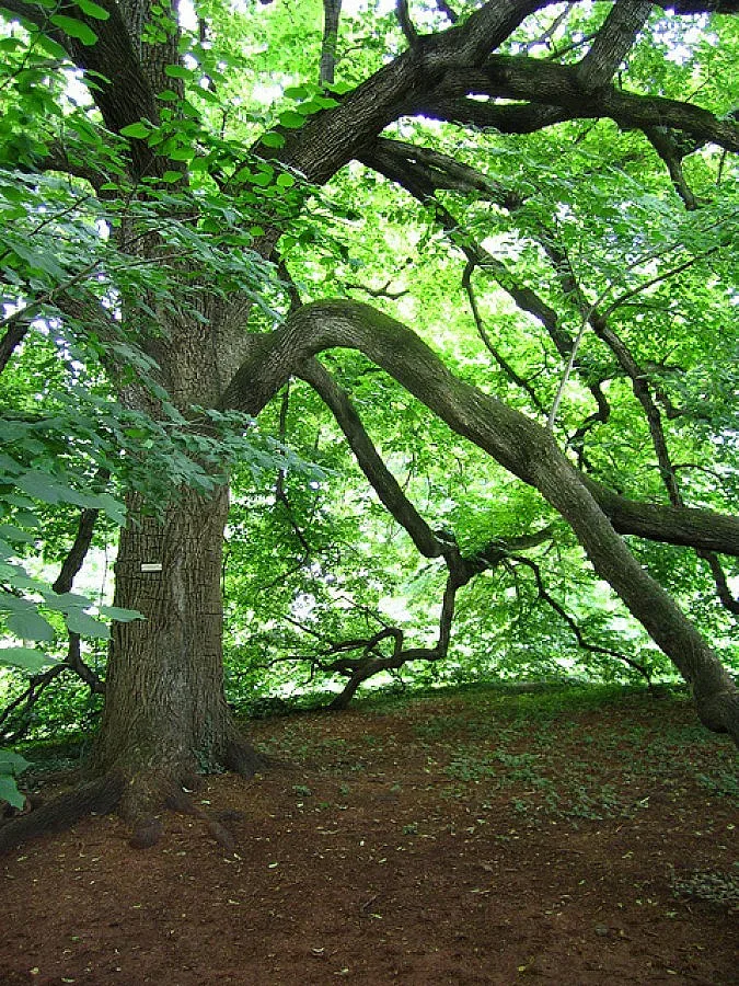 Мъж отсякъл 230 липи в Шуменско