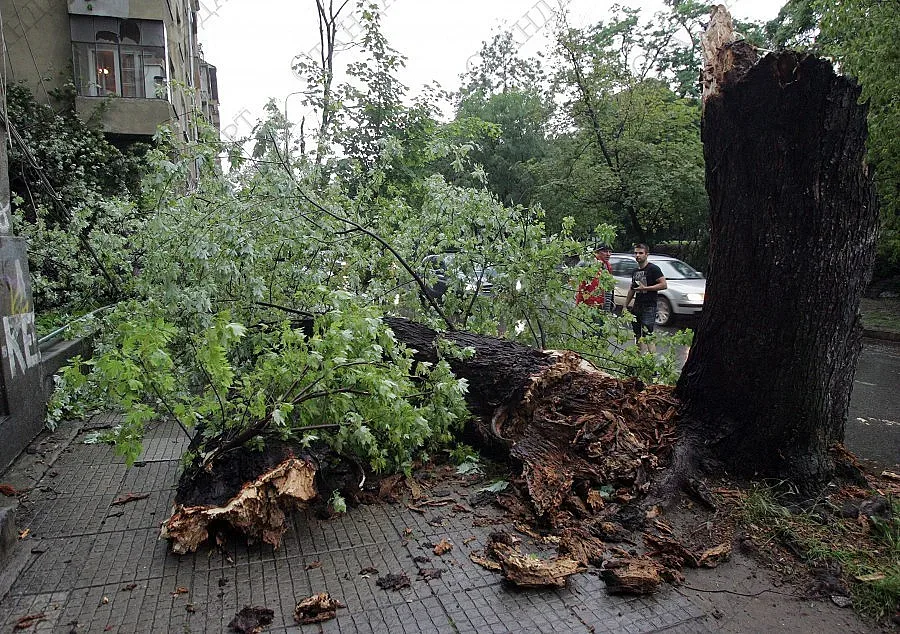 Бурен вятър събаря дървета във Варна