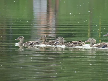 Граждански клуб откри зоопарк край езеро в Стара Загора