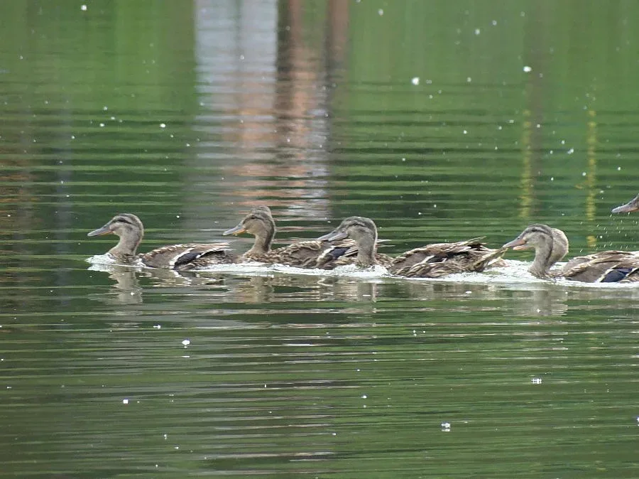 Граждански клуб откри зоопарк край езеро в Стара Загора