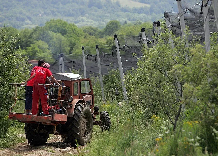 Изчезва БГ салатата