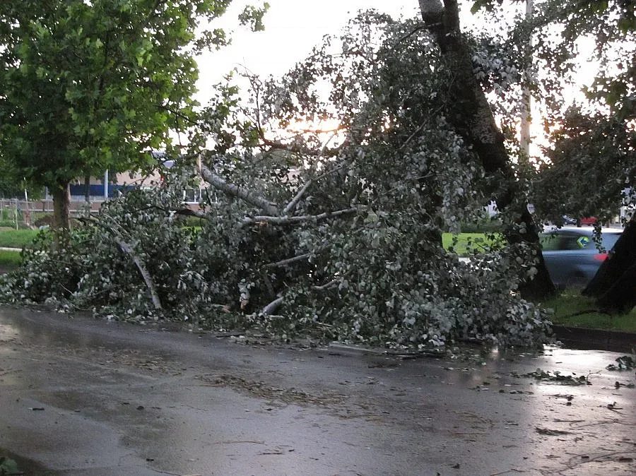 Паднали дървета и затруднено движение в Русе