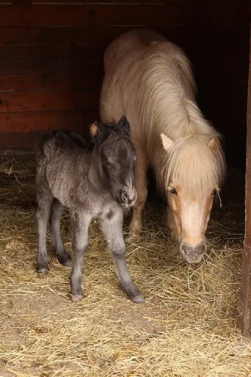 Бейби бум в зоопарка