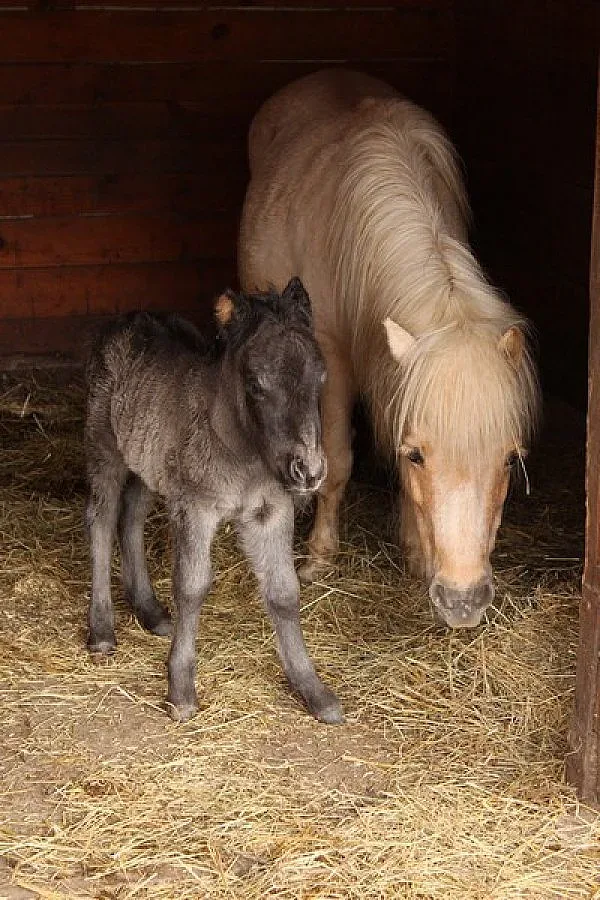 Бейби бум в зоопарка