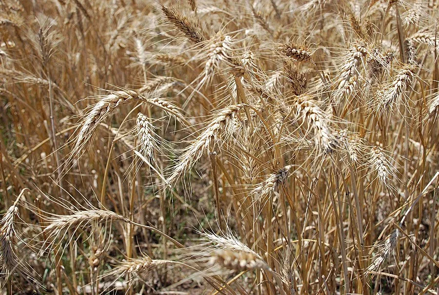 Във Видинско отписват 16 000 дка с посеви