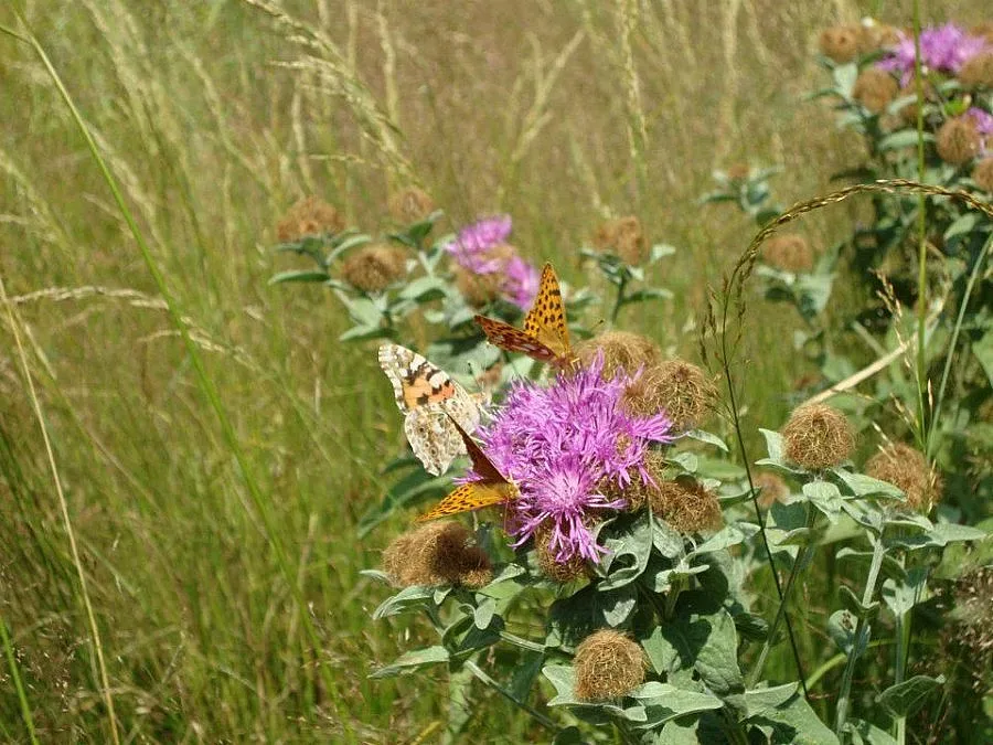 Празнуваме Еньовден 
