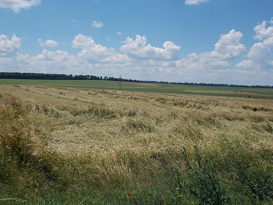 Фермери оплакват удавеното жито