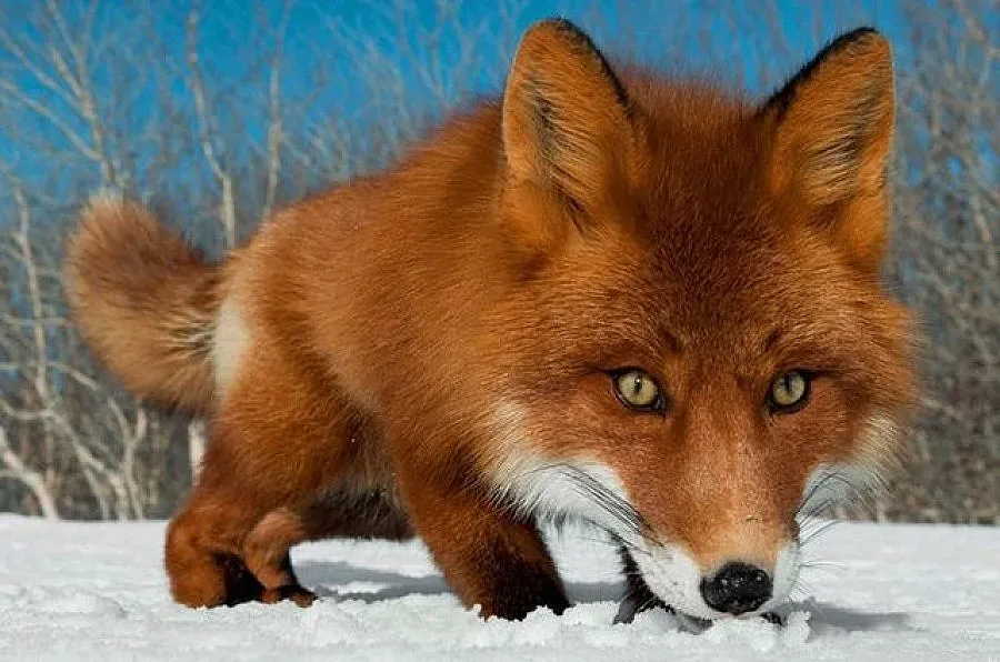 Огнище на бяс при лисиците в Благоевград