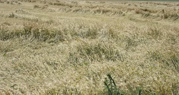 Aлармират за вторично плъзване на плевели