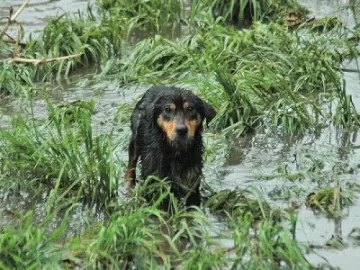 Бездомни псета сеят зараза