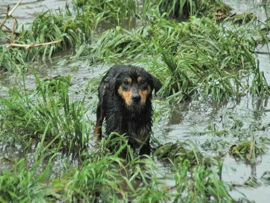 Бездомни псета сеят зараза