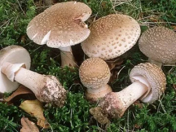 Семейство се натрови с гъби