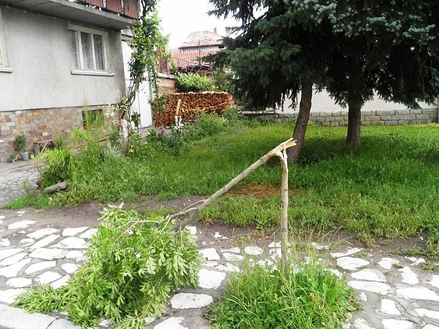 Вандали изпочупиха дървета в Разлог