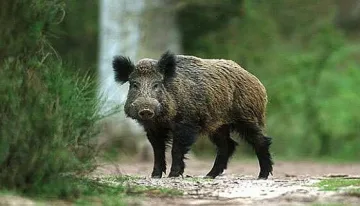 Марулево гони глигани с "Куин"