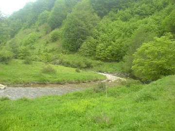 Дърво затисна и уби мъж в гората