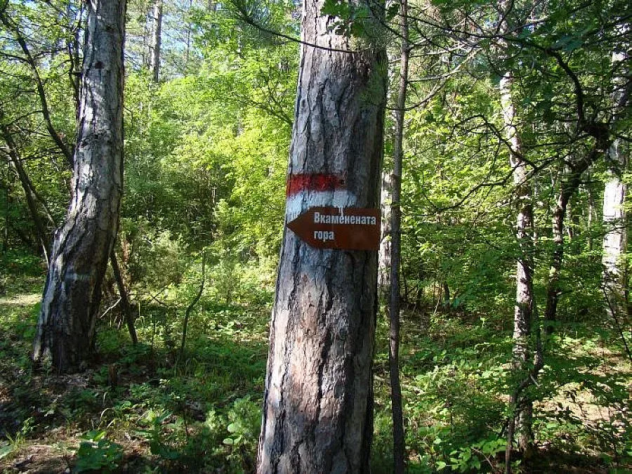 Туристи маркираха нова екопътека до феномена „Вкаменената гора"