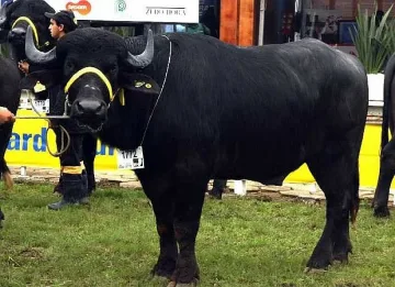 Разгневен бивол уби пастир