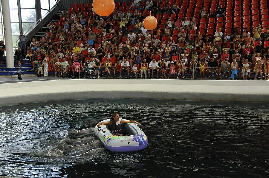 Влюбени си подаряват плуване с делфин