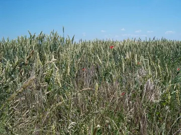 Дъждовете отложиха жътвата на ечемика