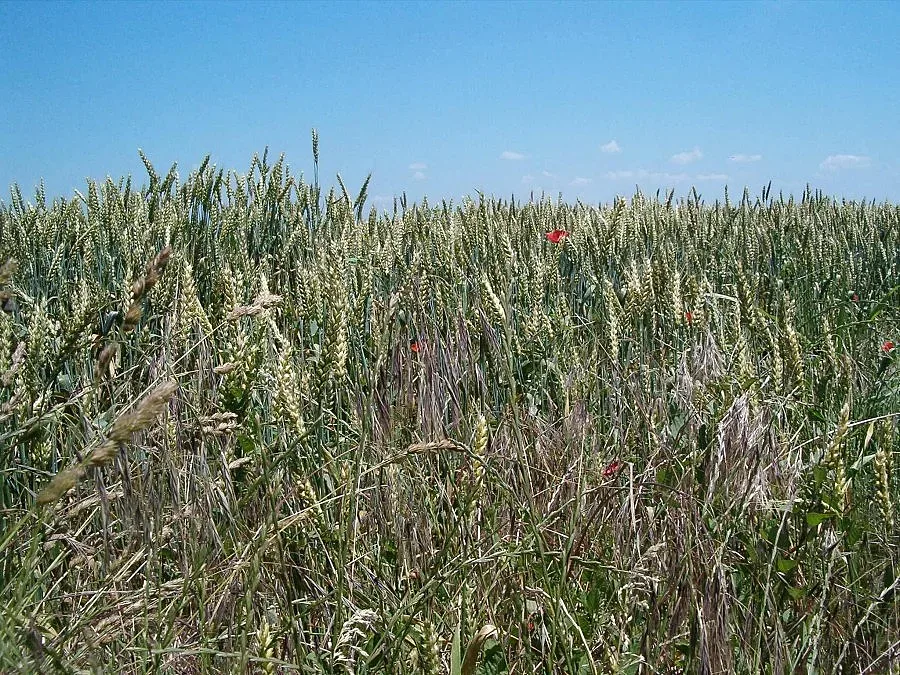Дъждовете отложиха жътвата на ечемика