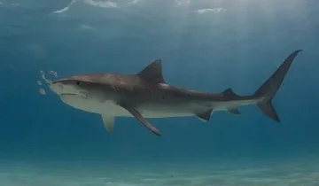  Акули атакуват световното по футбол