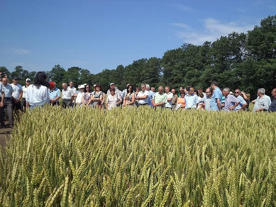 Добруджански земеделски институт предлага базови семена от 15 сорта пшеница