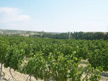 Лозари в Санданско загубиха половината грозде