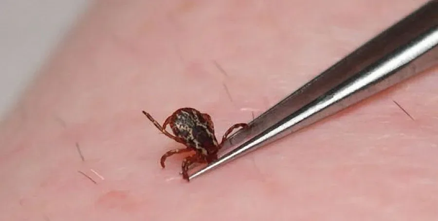 Кърлеж уби жена