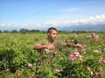 Розоварна сред полето