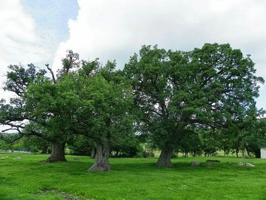 300 000 лв. за парк с дъбове на шест века