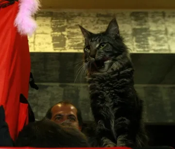 Десетки котки на изложба в София