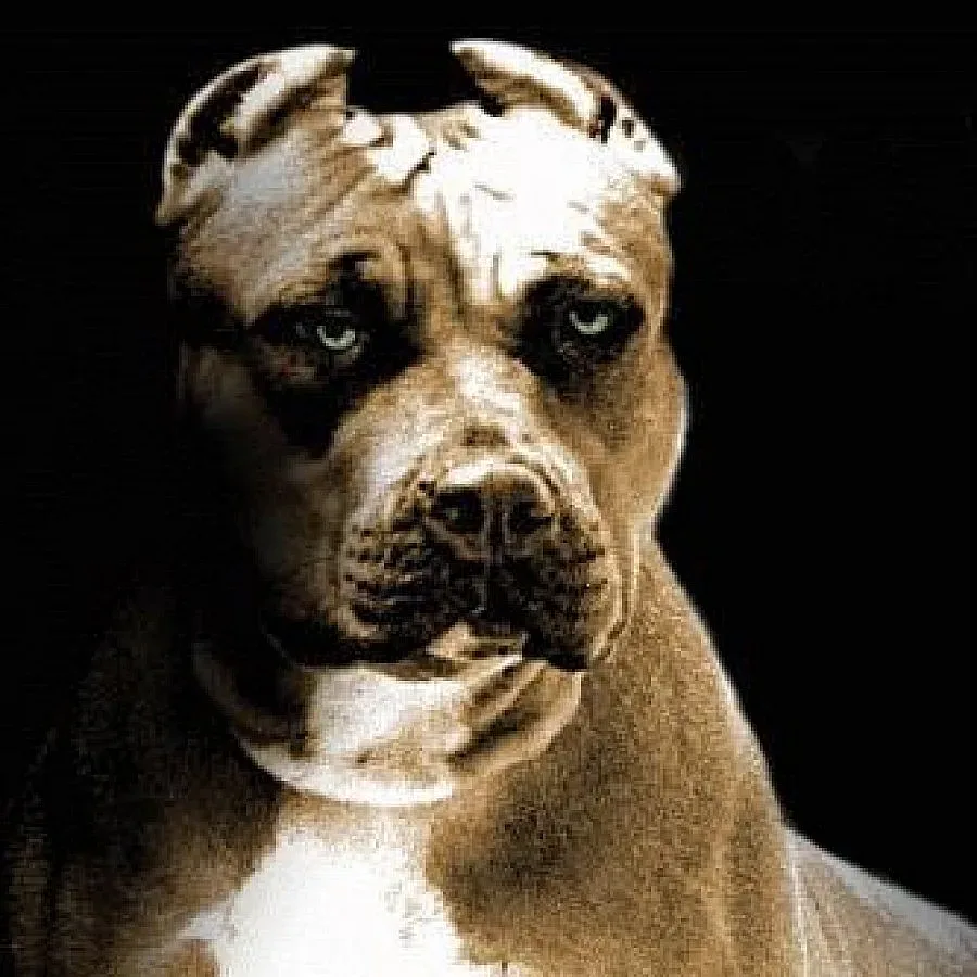 Питбул скочи на жена и уби две кучета