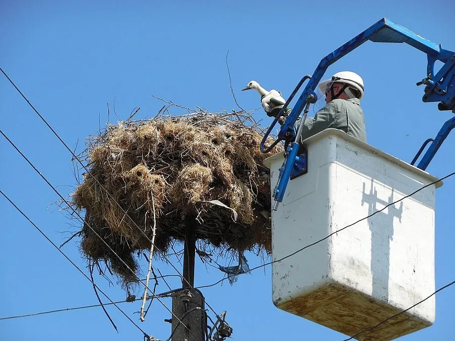 EVN спасиха паднал щъркел