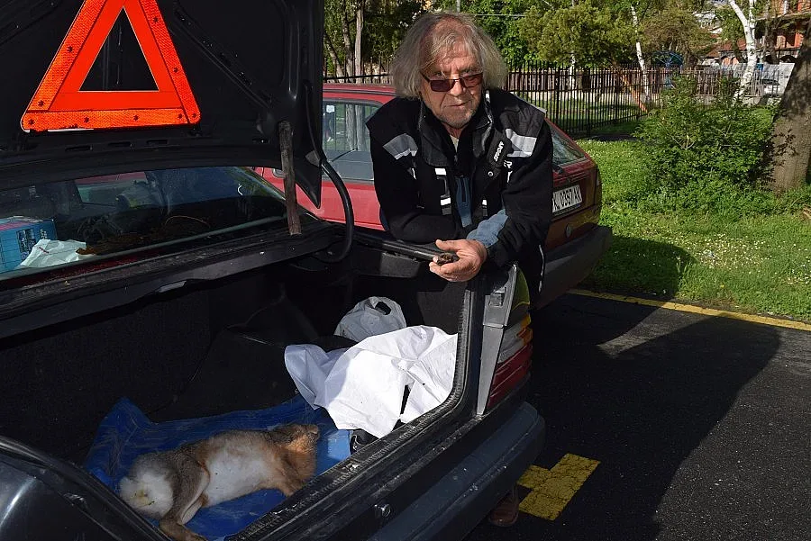 Диви зайци измират от туларемия в Смолянско