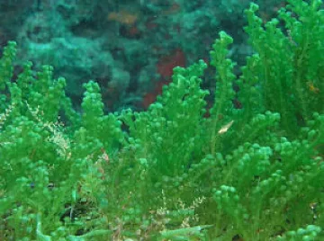 Ами сега?! Какво изхвърли на брега Черно море