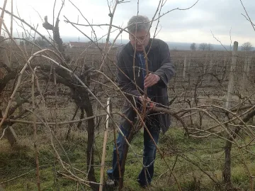 От 5 юни започва кандидатстването за пари на лозя