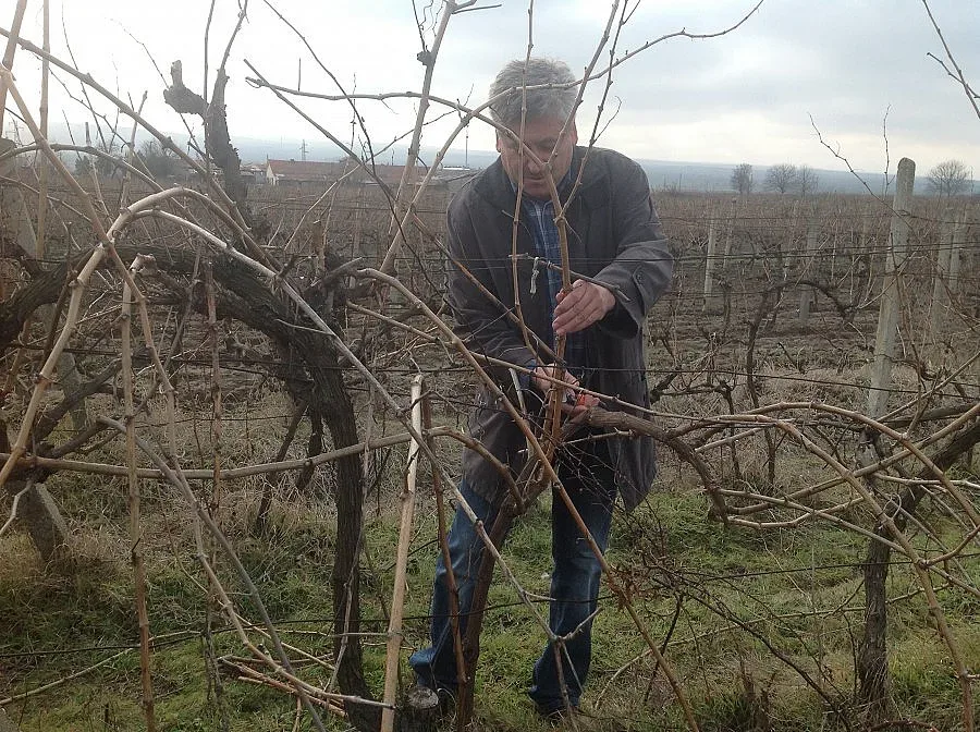 От 5 юни започва кандидатстването за пари на лозя