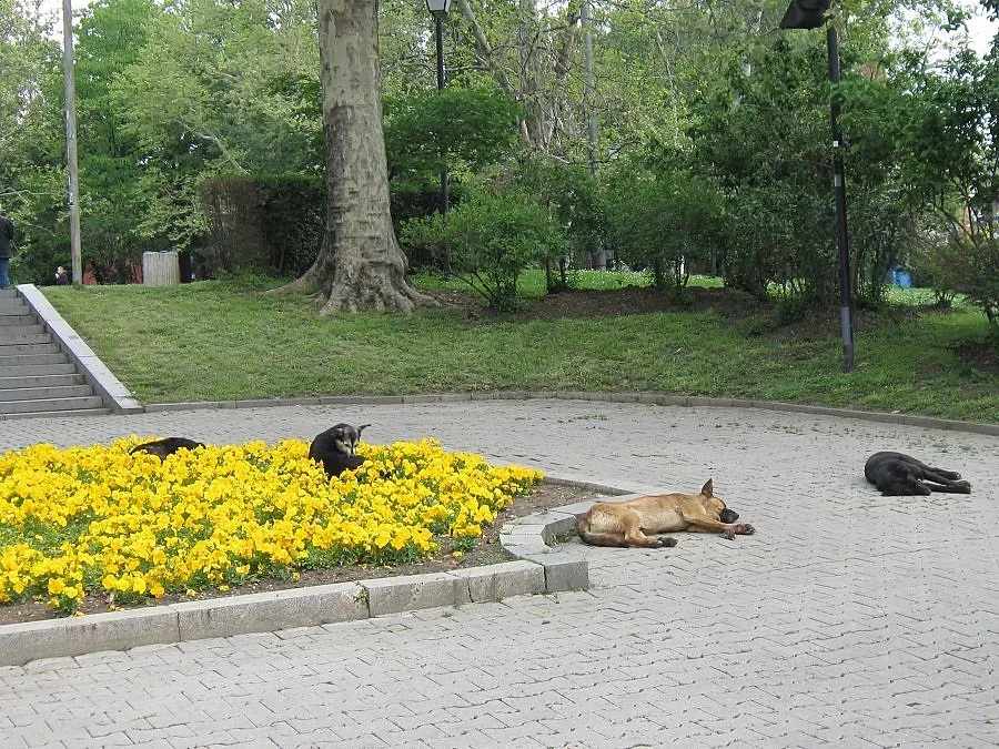 Фандъкова поиска национална програма за бездомните кучета